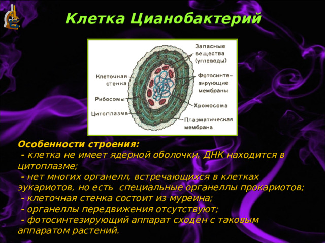 Клетка Цианобактерий Особенности строения:  - клетка не имеет ядерной оболочки, ДНК находится в цитоплазме;   - нет многих органелл, встречающихся в клетках эукариотов, но есть специальные органеллы прокариотов;   - клеточная стенка состоит из муреина;   - органеллы передвижения отсутствуют;   - фотосинтезирующий аппарат сходен с таковым аппаратом растений. 
