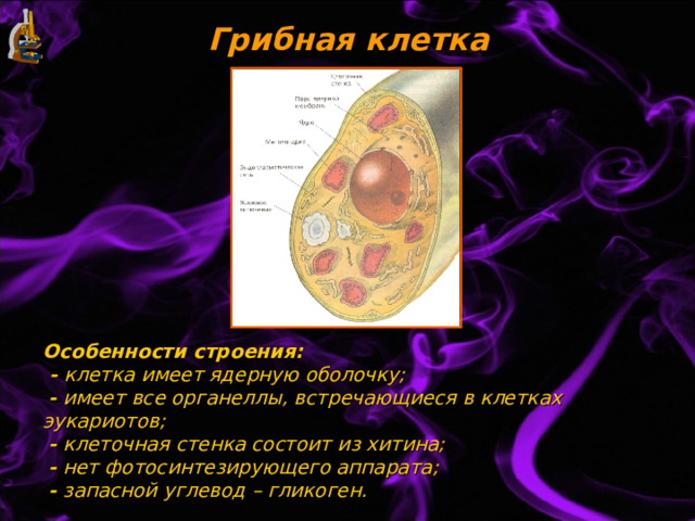 Грибная клетка Особенности строения:  - клетка имеет ядерную оболочку;   - имеет все органеллы, встречающиеся в клетках эукариотов;   - клеточная стенка состоит из хитина;   - нет фотосинтезирующего аппарата;   - запасной углевод – гликоген. 