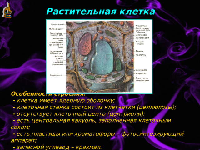 Растительная клетка Особенности строения:  - клетка имеет ядерную оболочку;  - клеточная стенка состоит из клетчатки (целлюлозы);   - отсутствует клеточный центр (центриоли);   - есть центральная вакуоль, заполненная клеточным соком;   - есть пластиды или хроматофоры – фотосинтезирующий аппарат;   - запасной углевод – крахмал. 