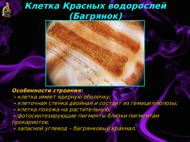 Клетка Красных водорослей (Багрянок) Особенности строения:  - клетка имеет ядерную оболочку;  - клеточная стенка двойная и состоит из гемицеллюлозы;   - клетка похожа на растительную;   - фотосинтезирующие пигменты близки пигментам прокариотов;   - запасной углевод – багрянковый крахмал. 