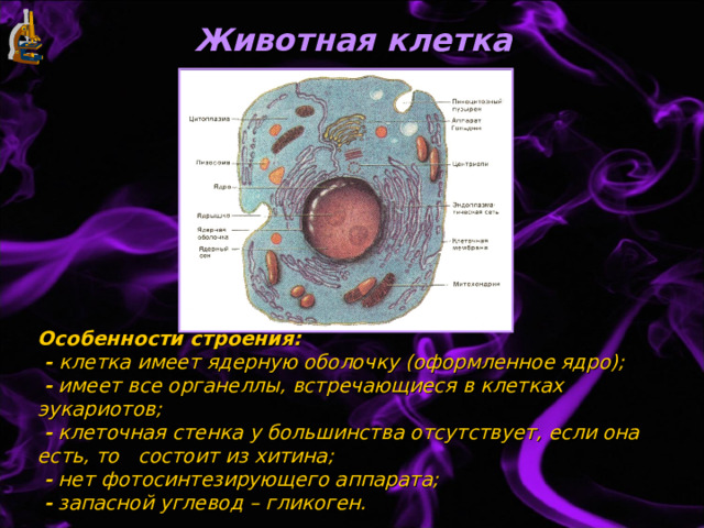 Животная клетка Особенности строения:  - клетка имеет ядерную оболочку (оформленное ядро);   - имеет все органеллы, встречающиеся в клетках эукариотов;   - клеточная стенка у большинства отсутствует, если она есть, то состоит из хитина;   - нет фотосинтезирующего аппарата;   - запасной углевод – гликоген. 
