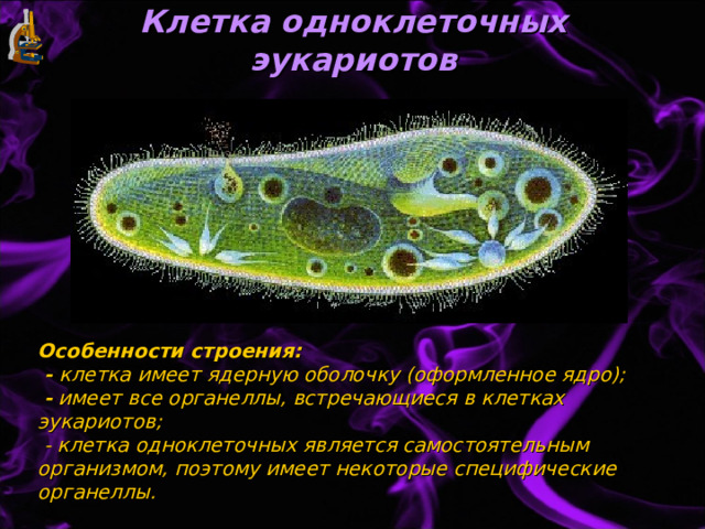 Клетка одноклеточных эукариотов Особенности строения:  - клетка имеет ядерную оболочку (оформленное ядро);   - имеет все органеллы, встречающиеся в клетках эукариотов;  - клетка одноклеточных является самостоятельным организмом, поэтому имеет некоторые специфические органеллы. 
