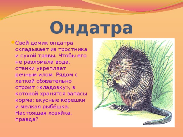 Ондатра Свой домик ондатра складывает из тростника и сухой травы. Чтобы его не разломала вода, стенки укрепляет речным илом. Рядом с хаткой обязательно строит «кладовку», в которой хранятся запасы корма: вкусные корешки и мелкая рыбёшка. Настоящая хозяйка, правда? 