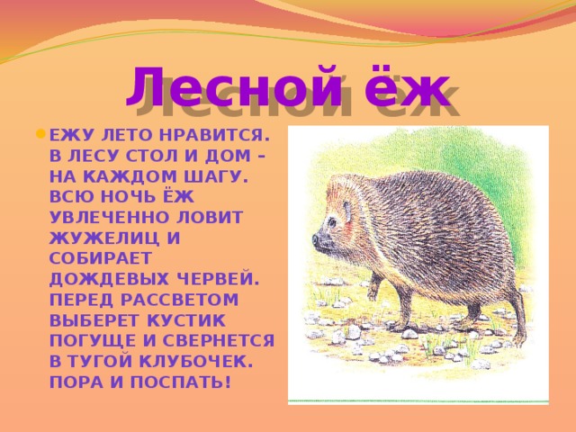 Лесной ёж Ежу лето нравится. В лесу стол и дом – на каждом шагу. Всю ночь ёж увлеченно ловит жужелиц и собирает дождевых червей. Перед рассветом выберет кустик погуще и свернется в тугой клубочек. Пора и поспать! 