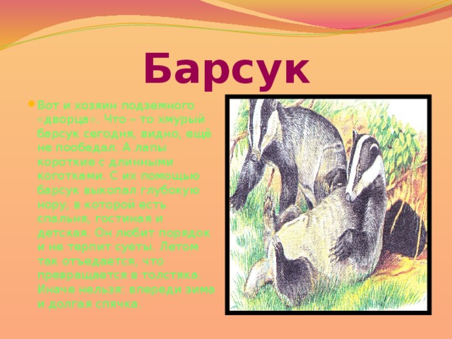 Барсук Вот и хозяин подземного «дворца». Что – то хмурый барсук сегодня, видно, ещё не пообедал. А лапы короткие с длинными коготками. С их помощью барсук выкопал глубокую нору, в которой есть спальня, гостиная и детская. Он любит порядок и не терпит суеты. Летом так отъедается, что превращается в толстяка. Иначе нельзя: впереди зима и долгая спячка. 