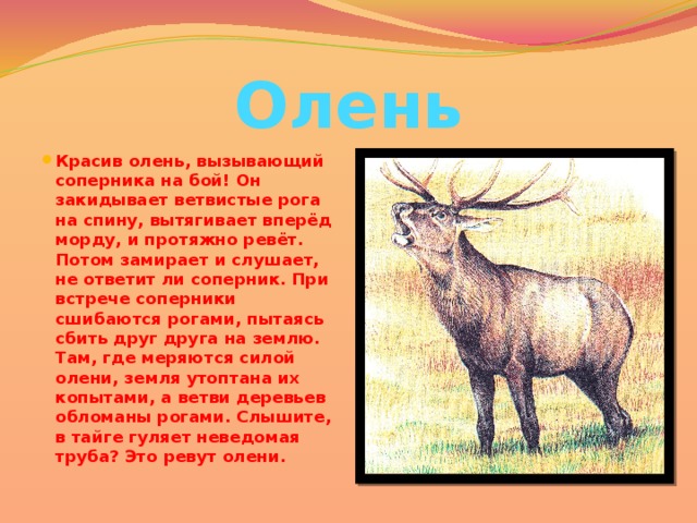 Олень Красив олень, вызывающий соперника на бой! Он закидывает ветвистые рога на спину, вытягивает вперёд морду, и протяжно ревёт. Потом замирает и слушает, не ответит ли соперник. При встрече соперники сшибаются рогами, пытаясь сбить друг друга на землю. Там, где меряются силой олени, земля утоптана их копытами, а ветви деревьев обломаны рогами. Слышите, в тайге гуляет неведомая труба? Это ревут олени. 