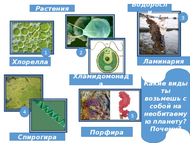 Хлорелла группа растений. Хлорелла и ламинария. Спирогира и хлорелла. Ламинария порфира спирогира. Хламидомонада порфира хлорелла.