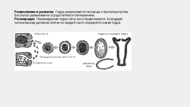 Регенерация гидры. Бесполое размножение гидры осуществляется путем. Эмбриогенез кишечнополостных. Бесполое размножение гидры осуществляется. Гидра размножается половым путем.