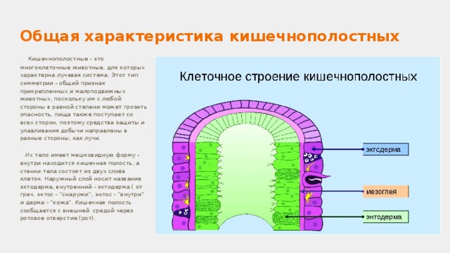 Основные черты строения представителей кишечнополостных