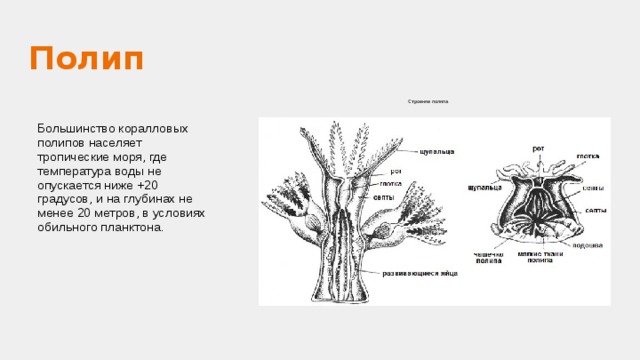 Строение полипа альцониума. Строение полипа Альциониум. Внутреннее строение коралловых полипов. Нервная система коралловых полипов.