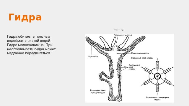 Гидра биология строение. Гидра рисунок. Строение гидры рисунок с обозначениями. Гидра обитает. Гидра обитает в пресных водоемах.