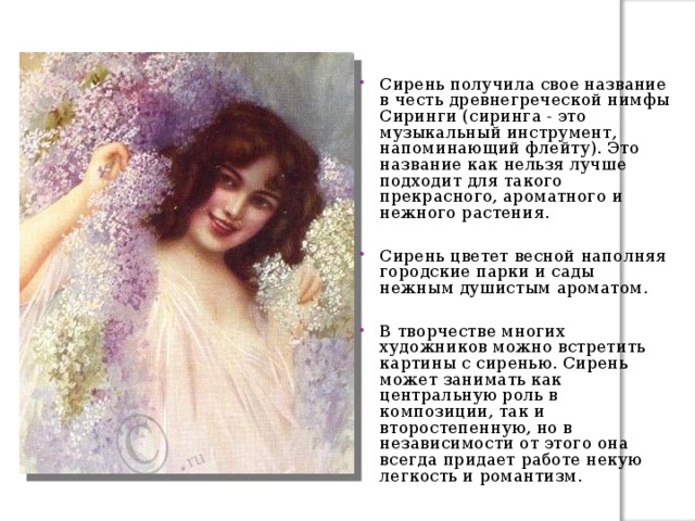 Сирень получила свое название в честь древнегреческой нимфы Сиринги (сиринга - это музыкальный инструмент, напоминающий флейту). Это название как нельзя лучше подходит для такого прекрасного, ароматного и нежного растения. Сирень цветет весной наполняя городские парки и сады нежным душистым ароматом. В творчестве многих художников можно встретить картины с сиренью. Сирень может занимать как центральную роль в композиции, так и второстепенную, но в независимости от этого она всегда придает работе некую легкость и романтизм. 