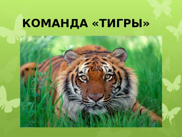 Девиз тигров. Девиз команды тигрята. Девиз про тигров. Девиз для команды тигры. Кричалка тигры