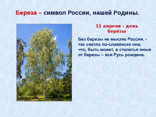 Береза символ руси проект