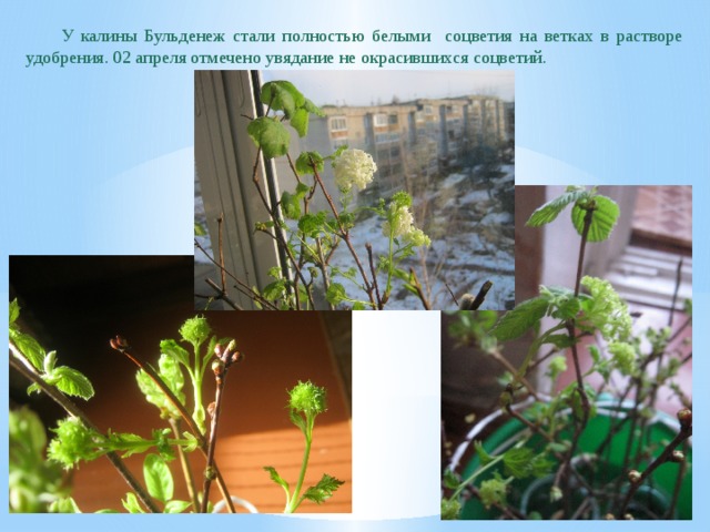 Как размножить бульденеж от старого куста схема