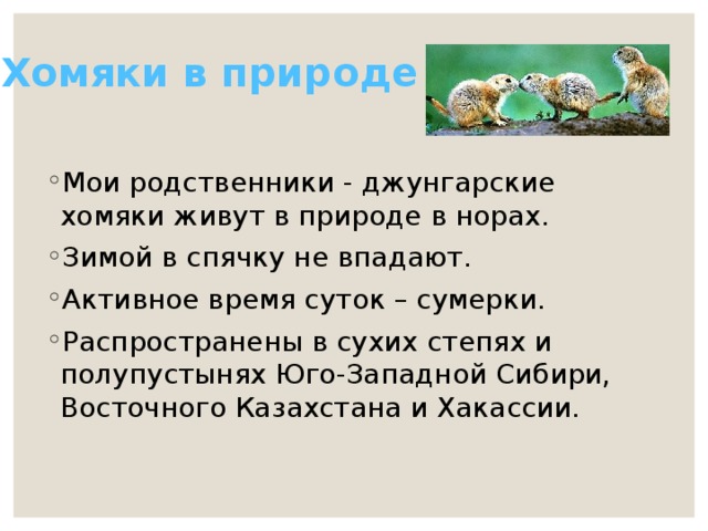 Хомяки в природе Мои родственники - джунгарские хомяки живут в природе в норах. Зимой в спячку не впадают. Активное время суток – сумерки. Распространены в сухих степях и полупустынях Юго-Западной Сибири, Восточного Казахстана и Хакассии. 