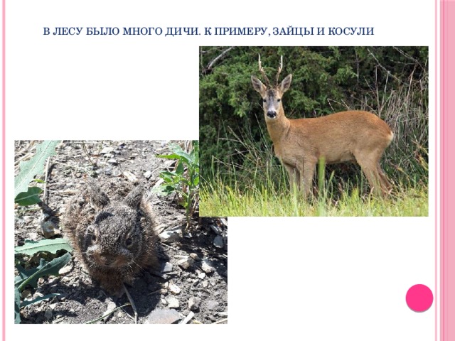 В лесу было много дичи. К примеру, зайцы и косули 