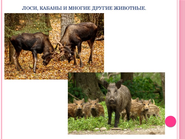 Лоси, кабаны и многие другие животные. 