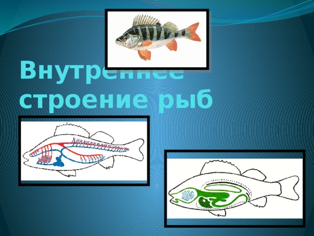 Внутреннее строение рыб 