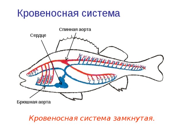 Кровеносная система Спинная аорта Сердце  Брюшная аорта Кровеносная система замкнутая. 