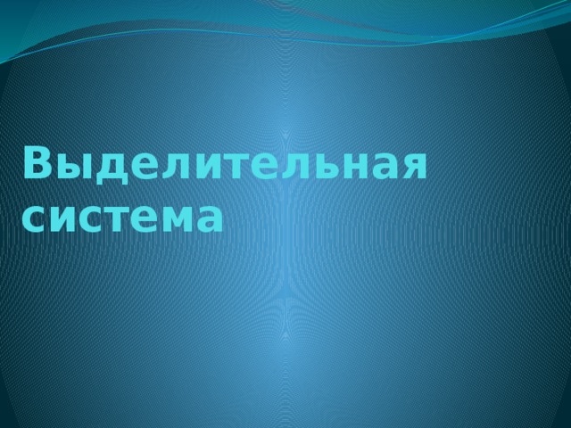 Выделительная система 