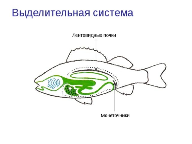 Выделительная система Лентовидные почки Мочеточники 