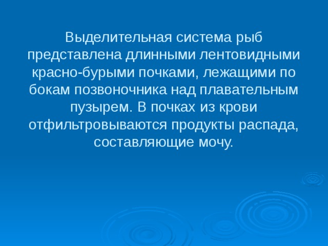 Выделительная система рыб представлена длинными лентовидными красно-бурыми почками, лежащими по бокам позвоночника над плавательным пузырем. В почках из крови отфильтровываются продукты распада, составляющие мочу. 
