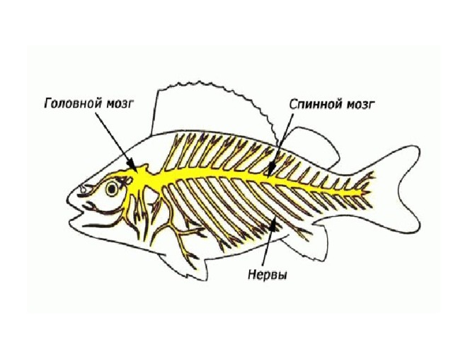 Появление головного мозга у рыб. Нервная система рыб головной мозг. Спинной мозг рыбы располагается. Головной и спинной мозг рыб. Спинной мозг у рыб расположен.