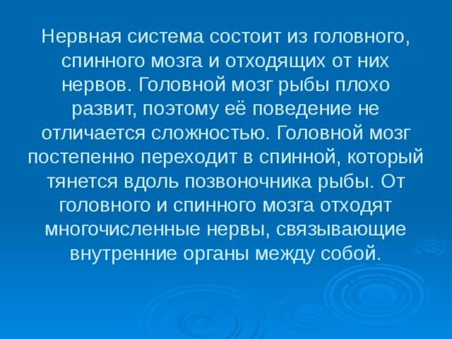 Нервная система состоит из головного, спинного мозга и отходящих от них нервов. Головной мозг рыбы плохо развит, поэтому её поведение не отличается сложностью. Головной мозг постепенно переходит в спинной, который тянется вдоль позвоночника рыбы. От головного и спинного мозга отходят многочисленные нервы, связывающие внутренние органы между собой. 