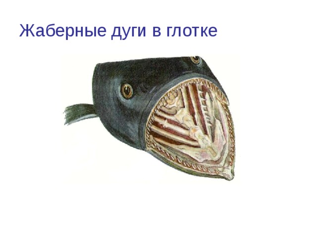Жаберные дуги в глотке 