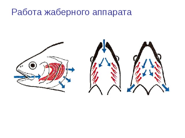 Работа жаберного аппарата 