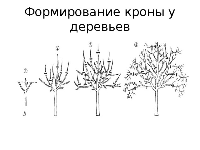 Какой фактор оказывал наибольшее влияние на формирование кроны сосен изображенных на рисунке ответ