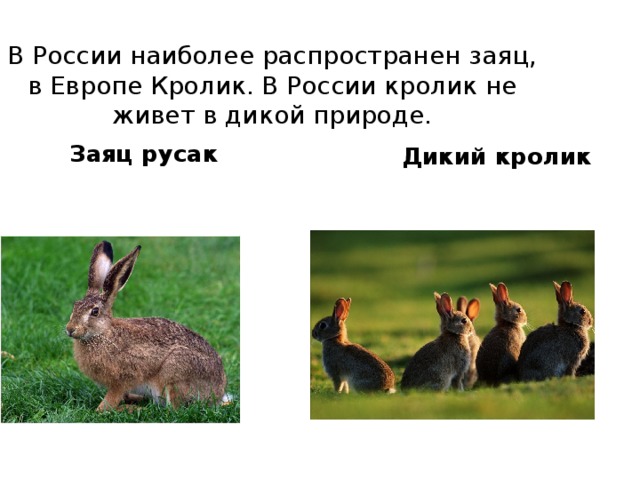 В России наиболее распространен заяц, в Европе Кролик. В России кролик не живет в дикой природе. Заяц русак Дикий кролик