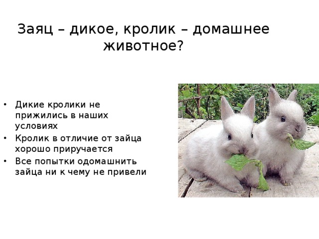 Заяц – дикое, кролик – домашнее животное?