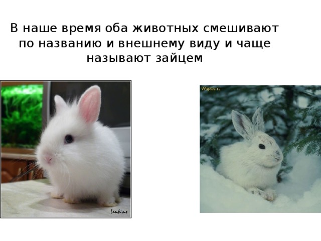 В наше время оба животных смешивают по названию и внешнему виду и чаще называют зайцем