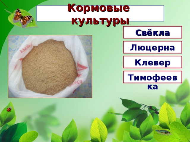 Кормовые культуры