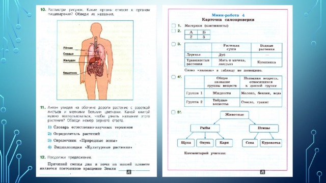 Анатомия человека впр