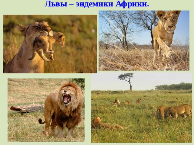 Львы – эндемики Африки.     