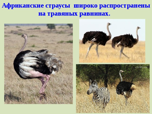 Африканские страусы    широко распространены на травяных равнинах.    