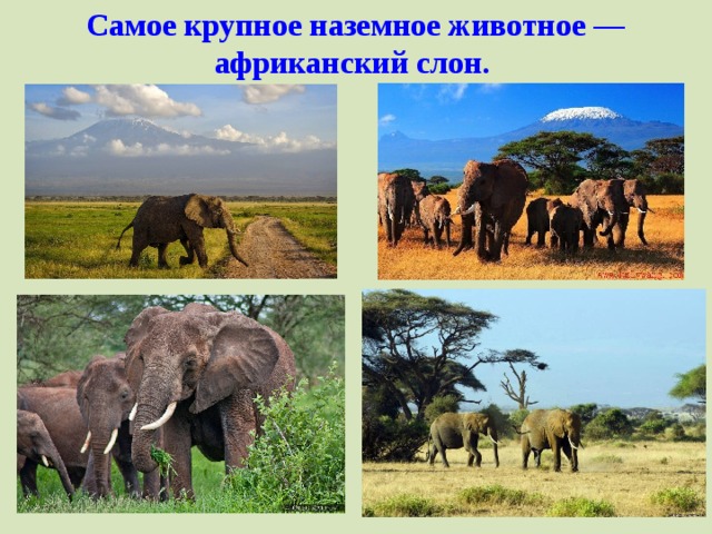 Самое крупное наземное животное — африканский слон.     