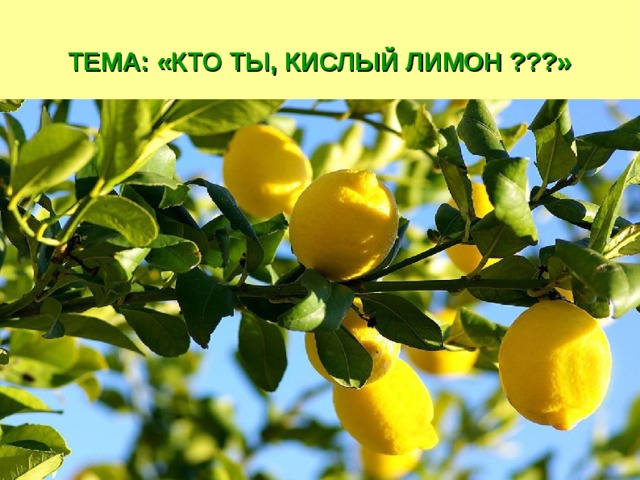 ТЕМА: «КТО ТЫ, КИСЛЫЙ ЛИМОН ???» 
