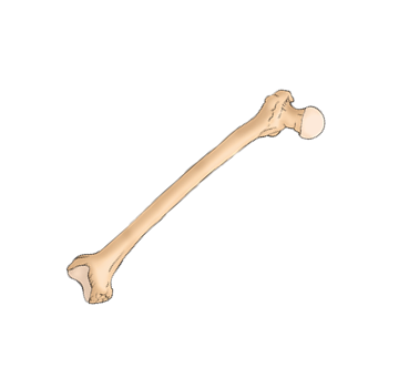 C bone