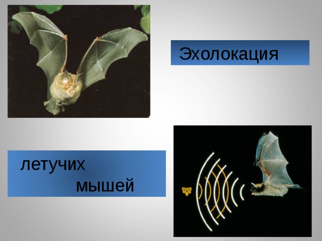 Крылатые эхолокаторы проект