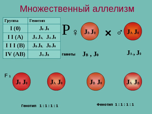 Множественный аллелизм Группа Генотип I (0) I I (А) J 0 J 0 I I I (В) J А J А, J А J 0 IV (АВ) J В J В, J В J 0 J А J В Р J В J 0 J А  J 0 × ♂ ♀ J А ,  J 0 J В , J 0 гаметы F 1 J А J В J А J 0 J 0 J 0 J В J 0 Фенотип 1 : 1 : 1 : 1 Генотип 1 : 1 : 1 : 1 