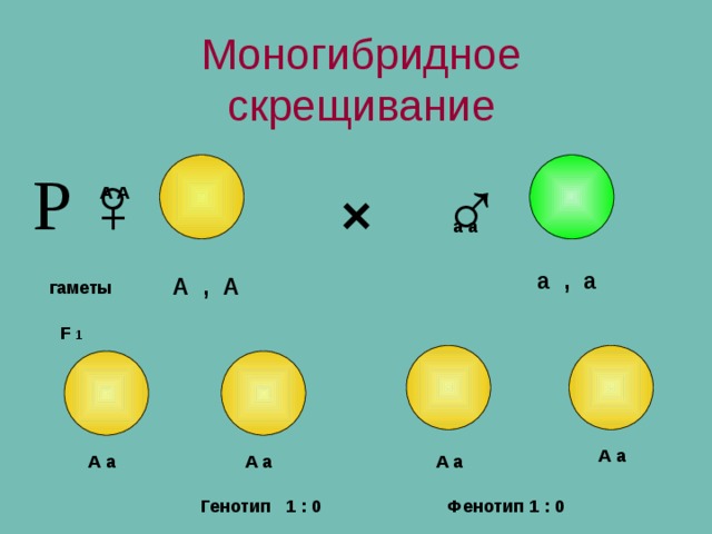 Моногибридное скрещивание ♀ ♂ Р × А А а а а , а А , А гаметы F 1 А а А а А а А а Фенотип 1 : 0 Генотип 1 : 0 