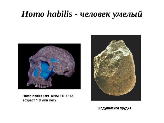 Homo habilis - человек умелый 