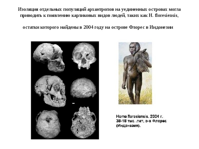 Изоляция отдельных популяций архантропов на уединенных островах могла приводить к появлению карликовых видов людей, таких как H. floresiensis, остатки которого найдены в 2004 году на острове Флорес в Индонезии  