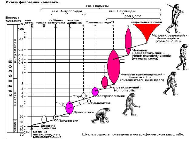 Этапы эволюции человека тест 9 класс. Временная шкала антропогенеза. Схема эволюции человека. Шкала эволюции человека. Этапы эволюции человека.