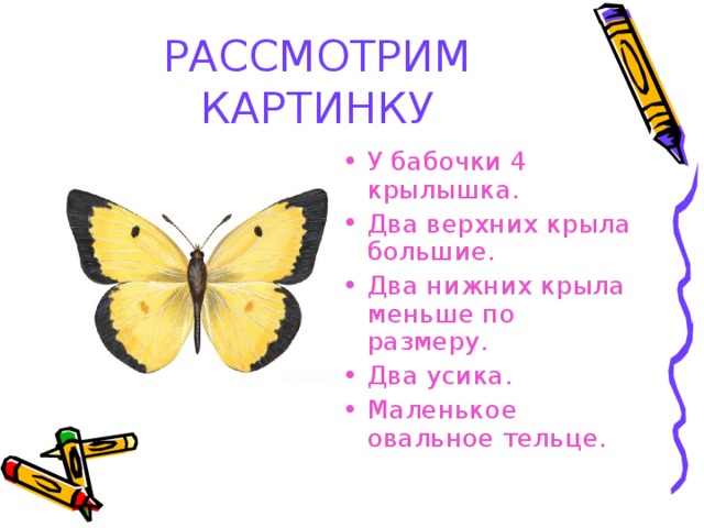 РАССМОТРИМ КАРТИНКУ У бабочки 4 крылышка. Два верхних крыла большие. Два нижних крыла меньше по размеру. Два усика. Маленькое овальное тельце. 