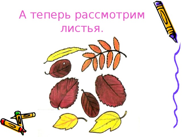 А теперь рассмотрим листья. 